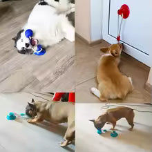 Interactive Dog Chew Toy with Suction Cup, TPR Ball & Rope