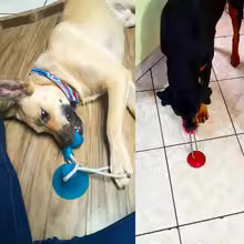 Interactive Dog Chew Toy with Suction Cup, TPR Ball & Rope